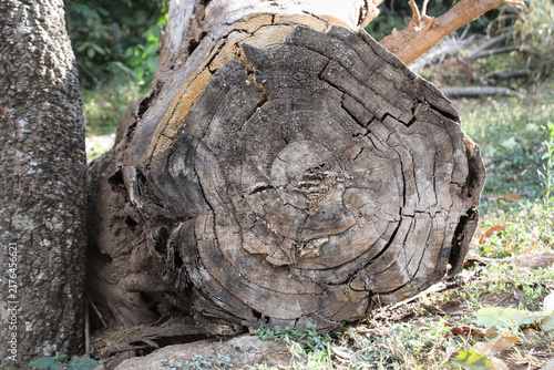 The Lines Rings and Patterns on a tree Stump that was cut down