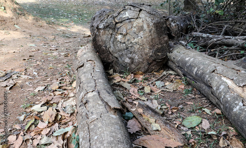 The Lines Rings and Patterns on a tree Stump that was cut down