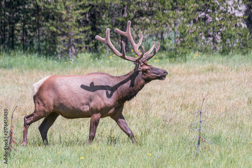 Male Elk or Wapiti in Yellowstone National Park. Wyoming