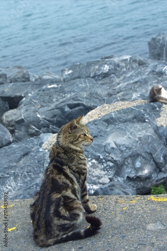 Bild auf Leinwand A cat sits on the rocky coast and gazes out at the sea.