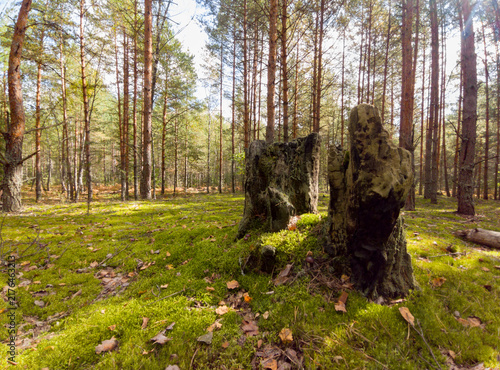 Autumn in the forest. Trees and moss. The forest on a sunny day. Sunlight in the forest. An old, dried‑out stump.