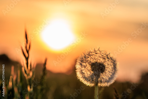 Bild auf Leinwand Sonnenuntergang auf einer Wiese mit Löwenzahn und Gras im Vordergrund, Elbwiese