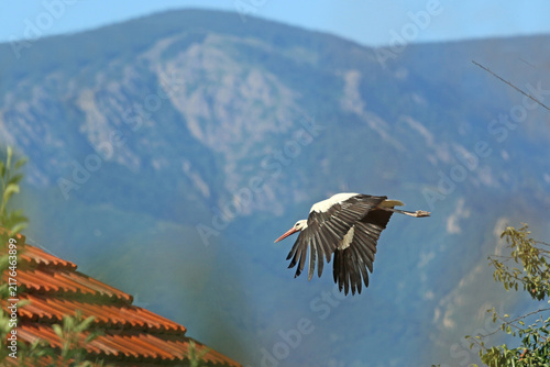 	
White stork flying in Rose Valley, Bulgaria	