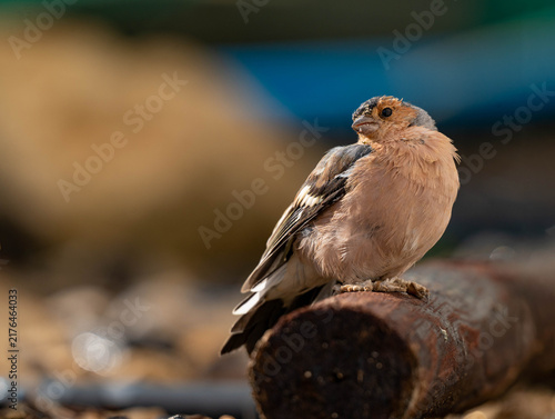 Cuadro en lienzo a sick bird sitting on a piece of wood