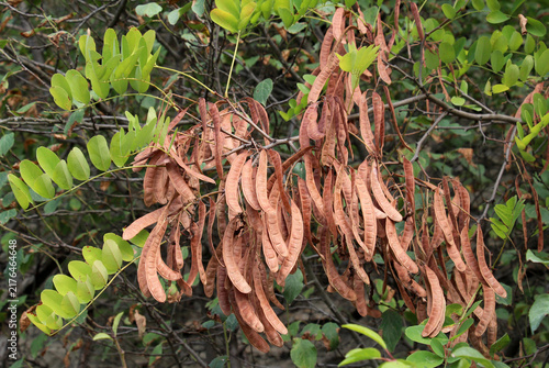 Cuadro en lienzo Young pods of black locust (Robinia pseudoacacia) with seeds