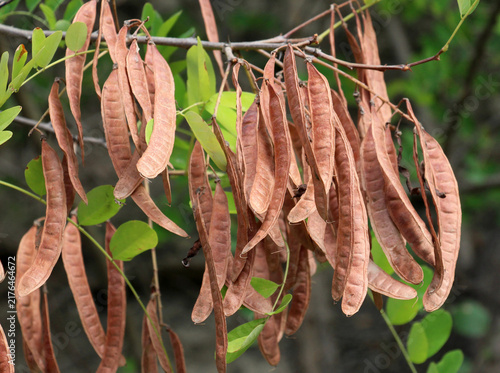 Cuadro en lienzo Young pods of black locust (Robinia pseudoacacia) with seeds