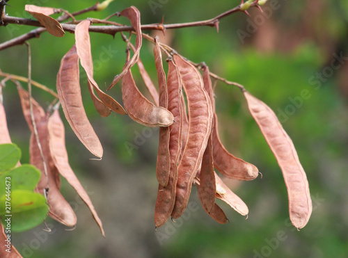 Konstfotografi Young pods of black locust (Robinia pseudoacacia) with seeds