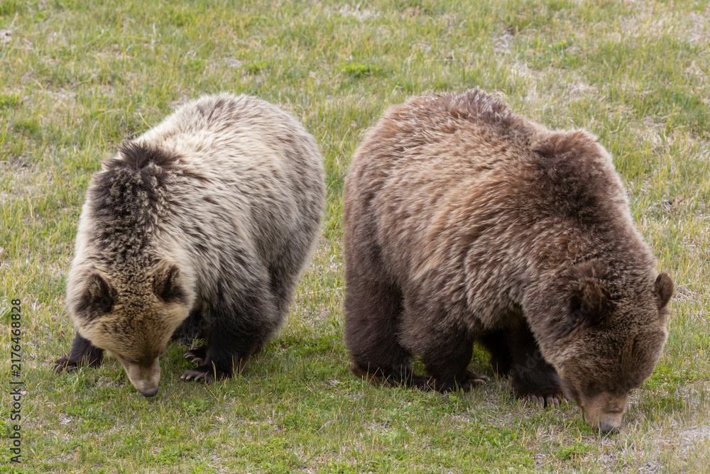 Obraz premium Pair of Grizzly Bears in Yellowstone National Park Wyoming in Springtime