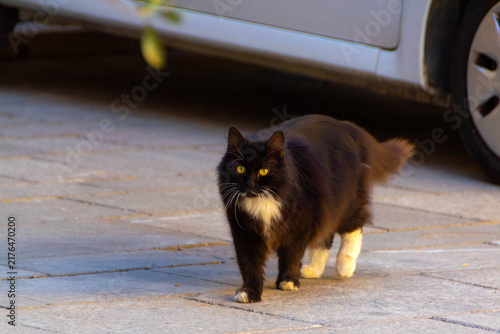 Fluffy Black and White Tuxedo Cat Walking Outdoors on Paved Street