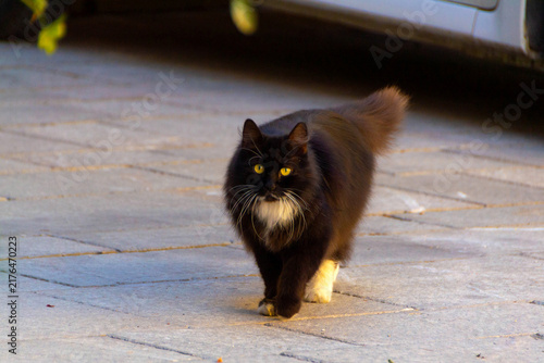Fluffy Black and White Tuxedo Cat Walking Outdoors on Paved Street