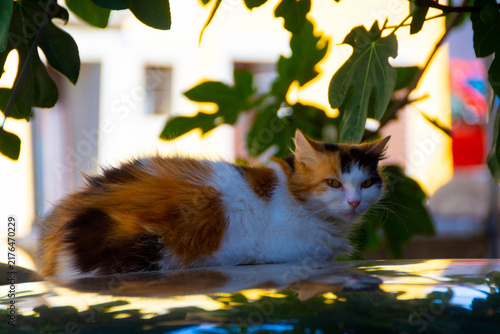 Fluffy Calico Cat Resting on Shiny Surface with Mirror Reflection