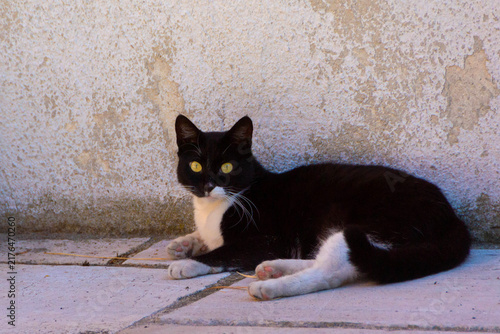 Black and White Tuxedo Cat Lying Down Against Old Rustic Wall