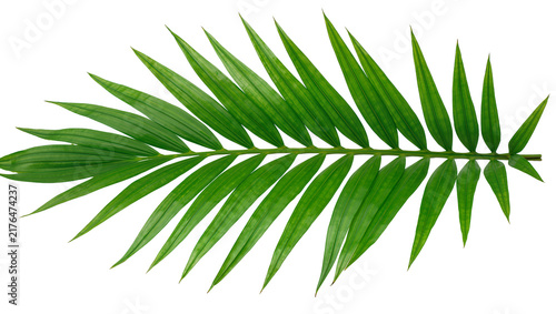 фотографія Vibrant green palm frond with pointed leaves, isolated on transparent background