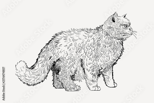 Принти на полотні Selkirk Rex cat animal illustration vector