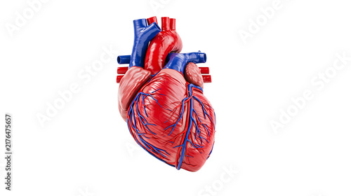 Fotografía Detailed human heart anatomy with red muscle and blue vessels, isolated on trans