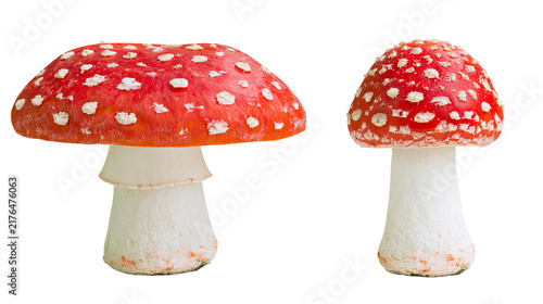 Bild auf Leinwand Two red and white spotted Amanita muscaria mushrooms, isolated on transparent ba