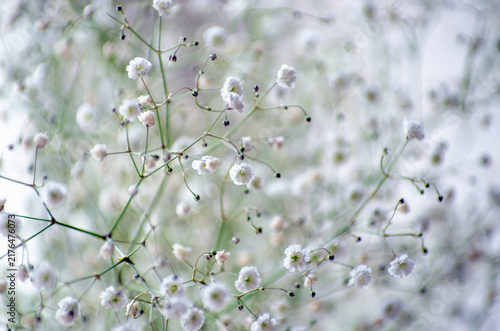 Baby's breath gypsophila flowers close-up, background.