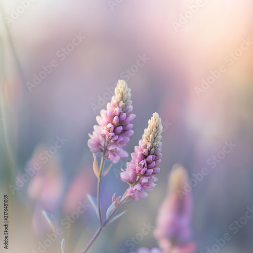 Close up of pink wild lupine flowers blooming against a blurred pastel gradient background with pink wildflowers spring flowers wild plants blooming