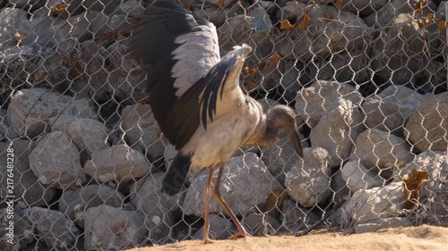 Juvenile stork stretching its wings while walking slowly on sandy ground near a stone gabion wall in bright daylight shot in close-up.