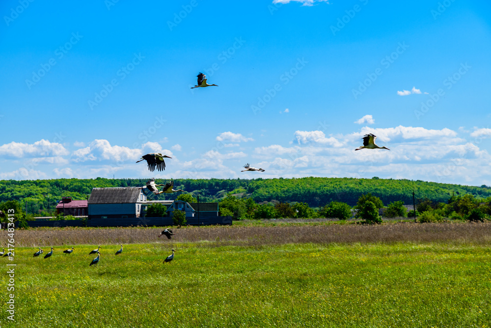 Fototapeta premium White storks (Ciconia ciconia) at the green meadow near river Dnieper