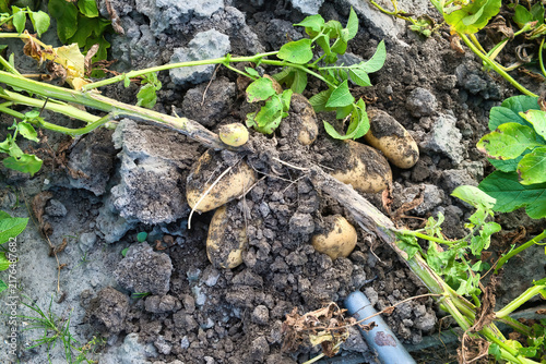 A close-up view of newly dug potatoes still covered in dirt, nestled in the heavy clay next to their plant and a garden fork
