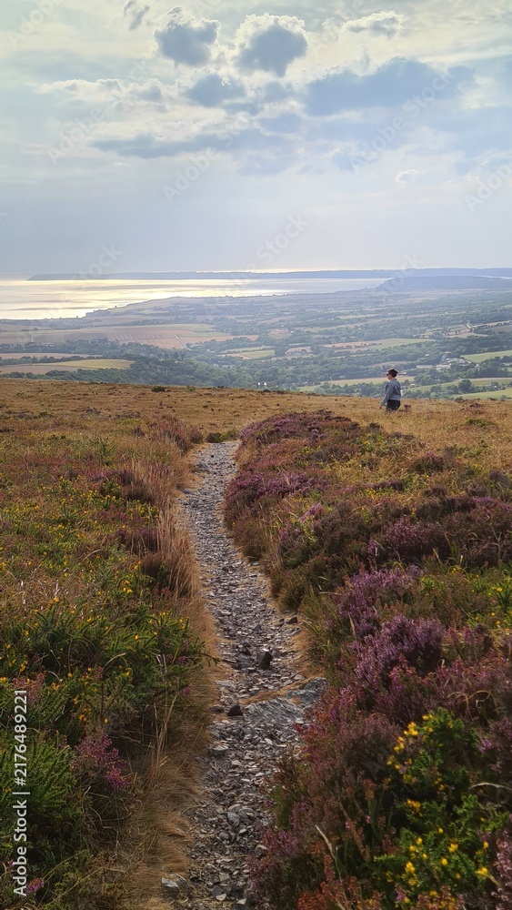 Obraz premium Les magnifiques paysages de landes du Menez Hom à la fin d'été, avec la presqu'île de Crozon et le Cap de la Chèvre en arrière-plan (Finistère, Bretagne)