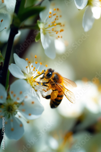 Close-up of honeybee collecting pollen from white blossoms during springtime nature pollination