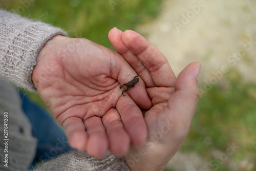 Small Toad Held Gently in Adult Hands Closeup Showing Care and Nature Connection
