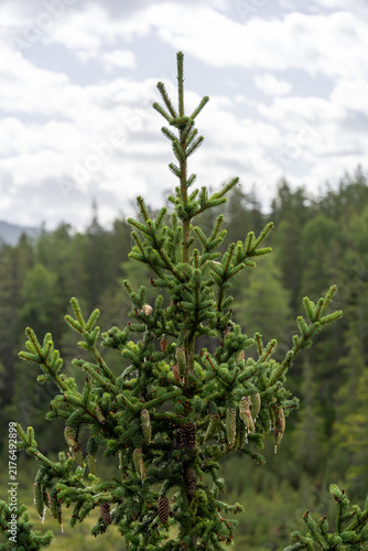 Young Spruce Tree With Cones in Evergreen Mountain Forest Under Cloudy Sky