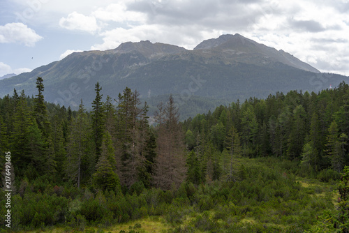 Mist Over Alpine Mountain Forest With Pine Trees and Lush Green Valley Landscape