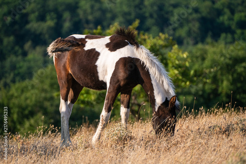 A brown and white pinto foal grazes on dry grass in a meadow against a background of lush green trees.