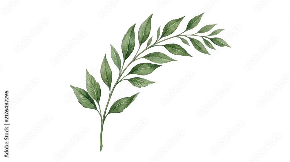 Fototapeta premium Watercolor green leaf branch isolated on transparent background