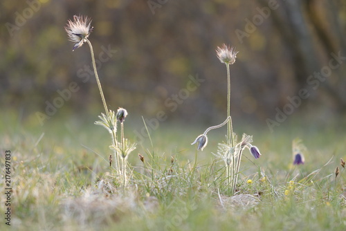 Bild auf Leinwand fiori di anemone pulsatilla in primavera al tramonto