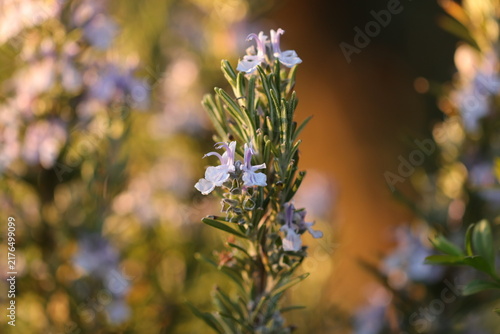 fiore di rosmarino in primavera in un campo al tramonto