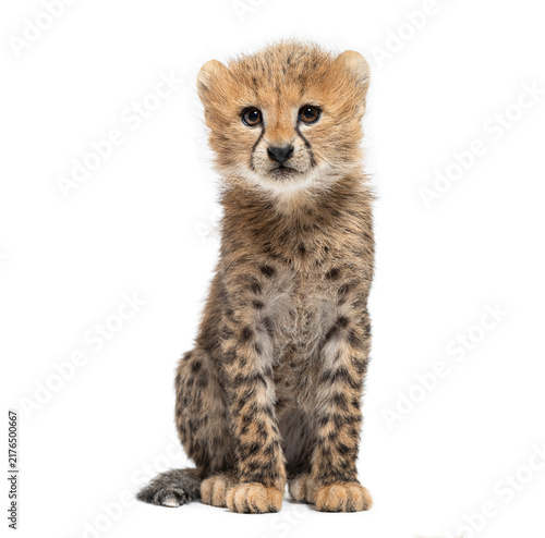 Canvas Print Adorable young acinonyx jubatus soemmeringii cub sitting