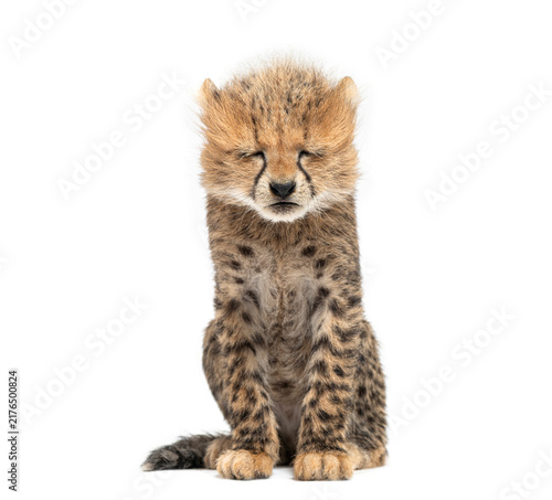 Photography Adorable sleeping cheetah cub resting eyes closed