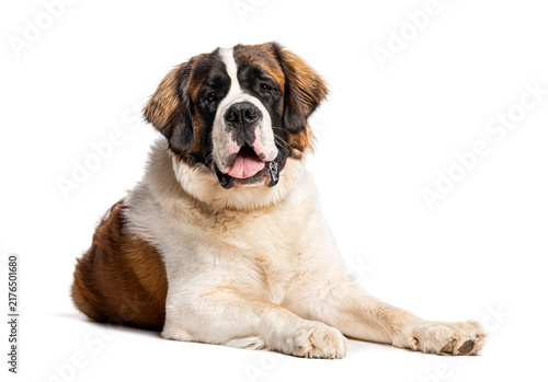 Bild auf Leinwand Saint bernard dog lying on white background
