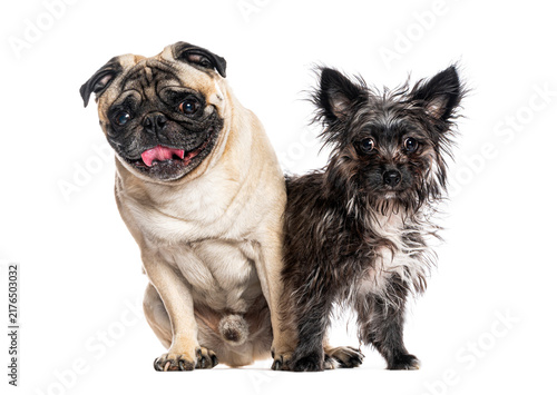 Obraz na płótnie Pug and crossbreed small dogs standing together