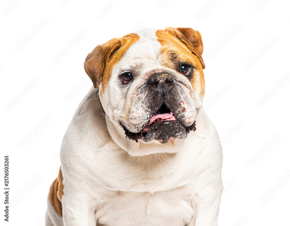Obraz premium English bulldog looking at camera with open mouth
