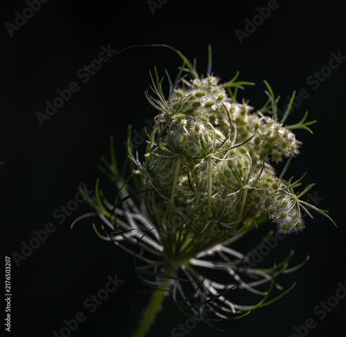 Wilting Queen Anne's Lace with seeds closeup in autumnal nature image