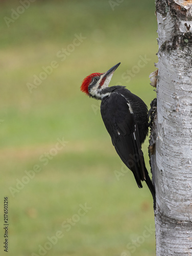 Male Pileated Woodpecker on a birch tree with green rural background