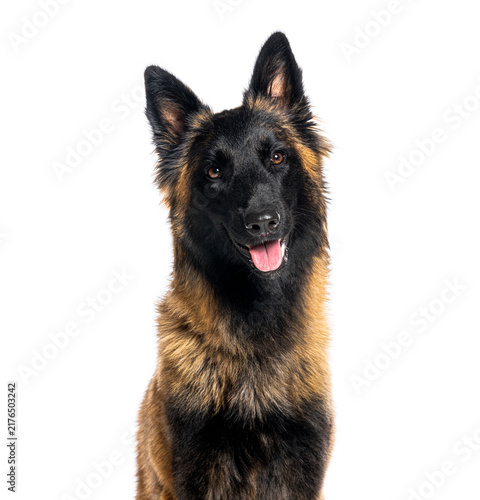 Fotografía Belgian shepherd tervuren looking at camera