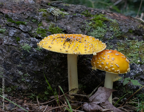 Interesting detail and texture in poisonous  Amanita Frostiana Mushrooms on mossy decaying wood on forest floor in Algonquin Park Ontario 