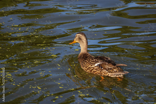 Fotografie Swimming Mallard in the Lake