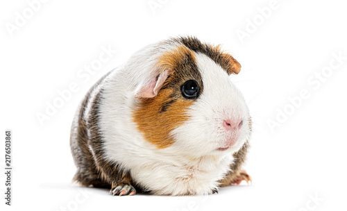 Fotografía Guinea pig sitting looking right on white background