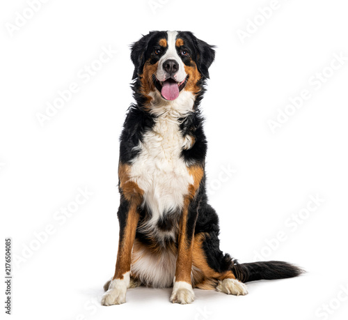 Fotografía Bernese mountain dog sitting on white background looking