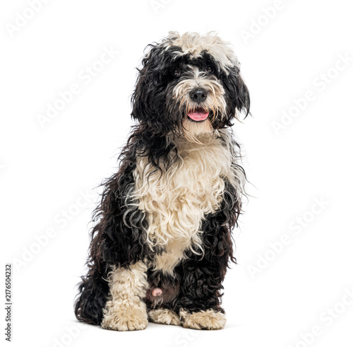 Obraz na plátně Tibetan Terrier sitting with black and white curly hair