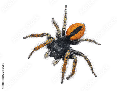 Obraz na płótnie Jumping arachnid philaeus chrysops isolated with transparent background