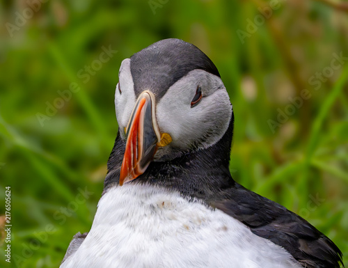 View of an Atlantic puffin with its colorful beak and black and white plumage against a blurred green background on Heimaey island, Vestmannaeyjabaer, Vestmannaeyjabaer, Iceland.