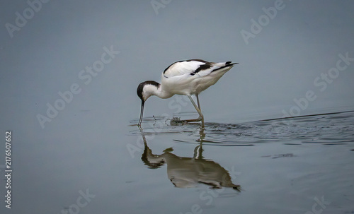 View of a pied avocet wading in calm water with its reflection visible on the surface in Vestmannaeyjabaer, Vestmannaeyjabaer, Iceland.